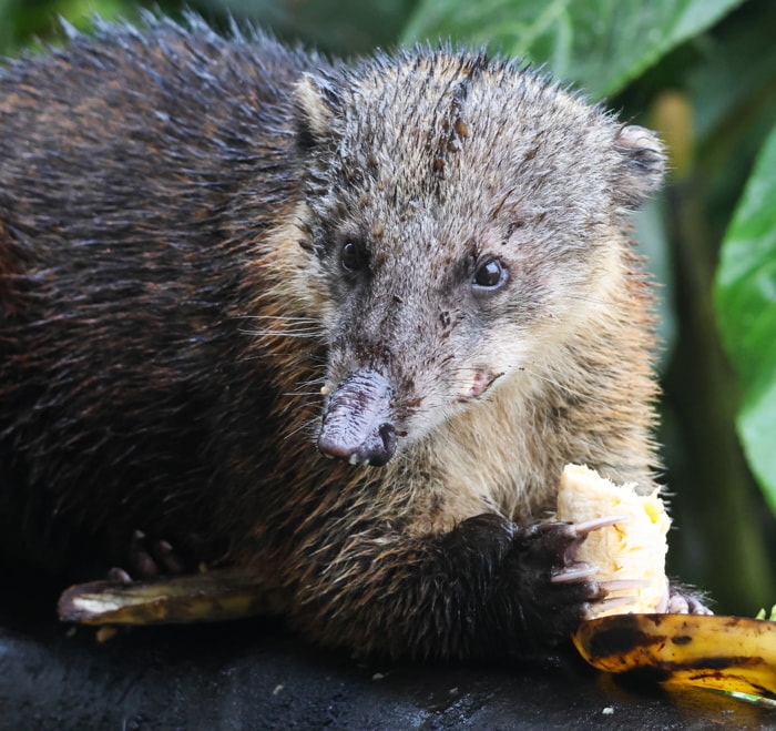 Mammals