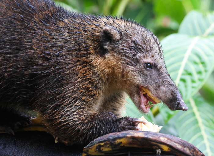 Mammals