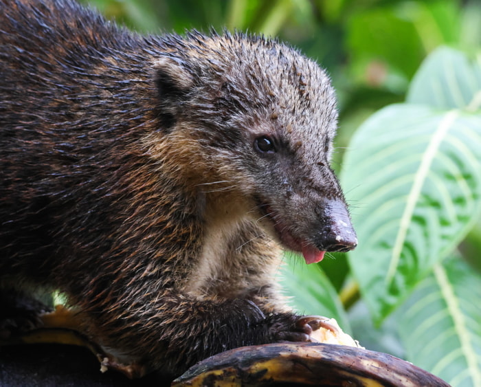 Mammals