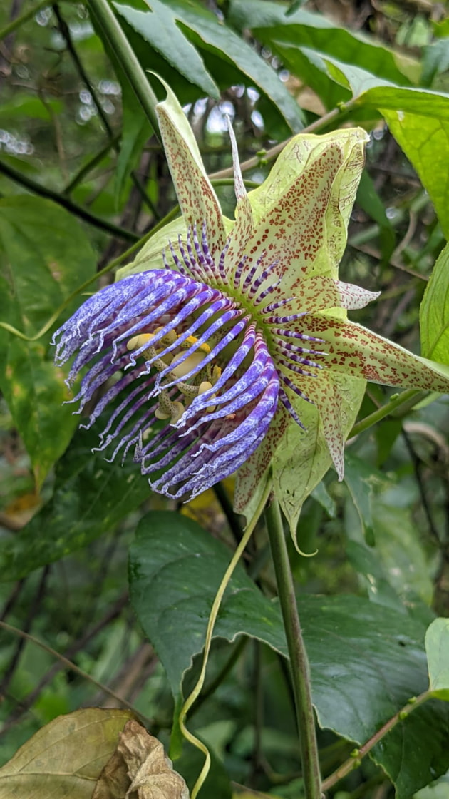 Plants