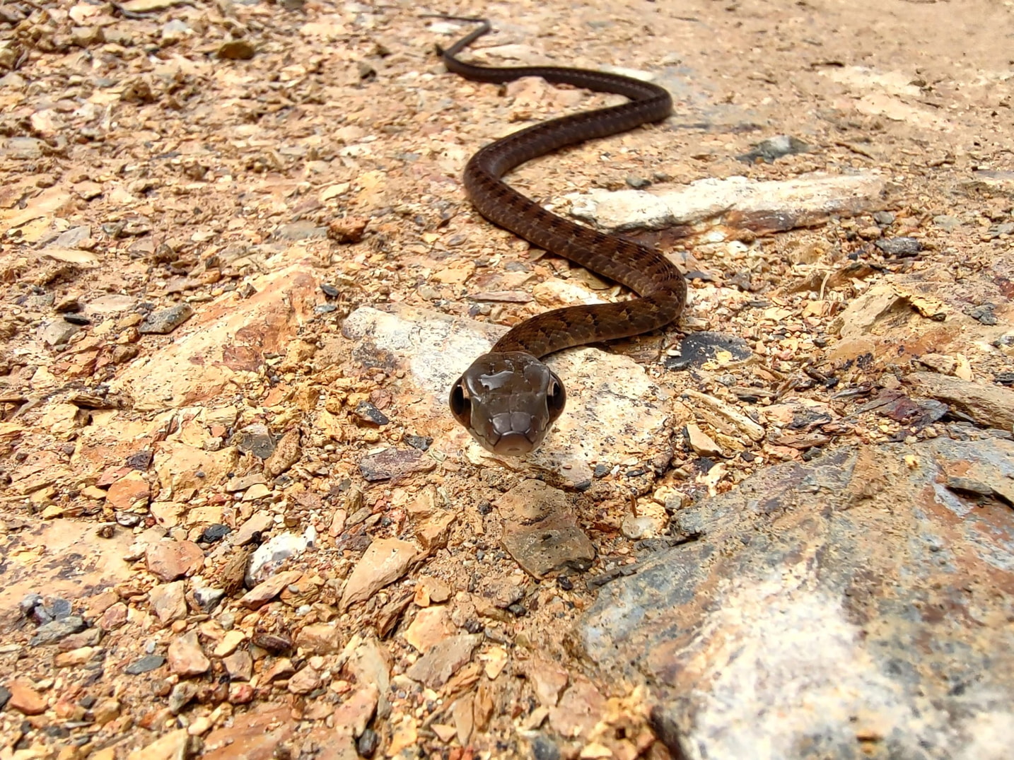 Reptiles