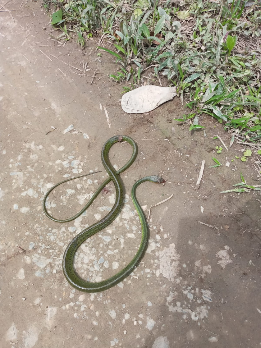Reptiles