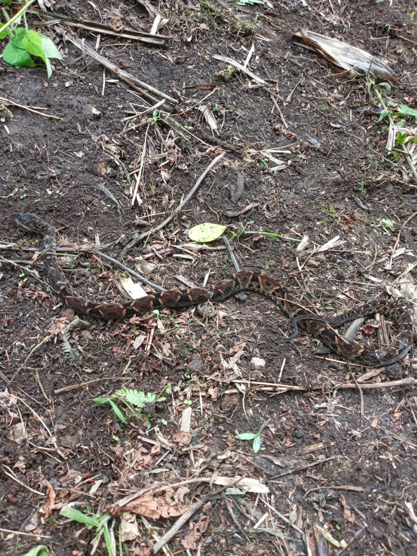Reptiles