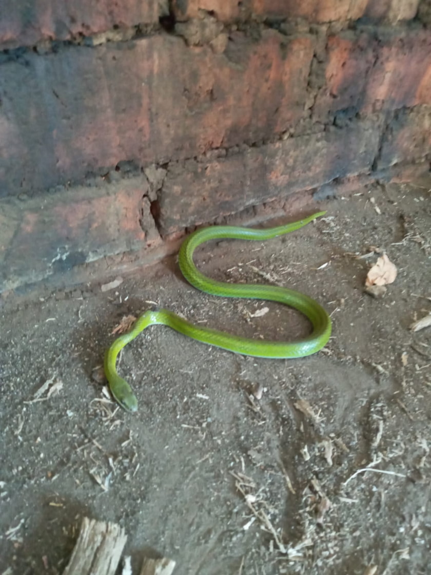 Reptiles