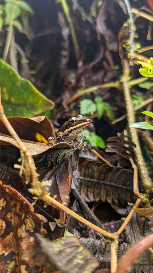 Reptiles