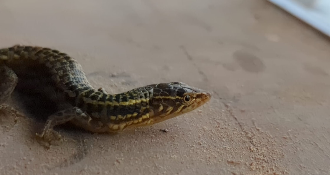 Reptiles