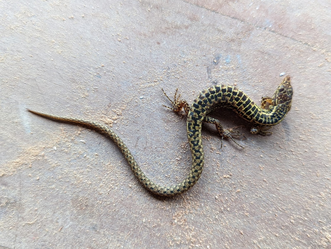 Reptiles