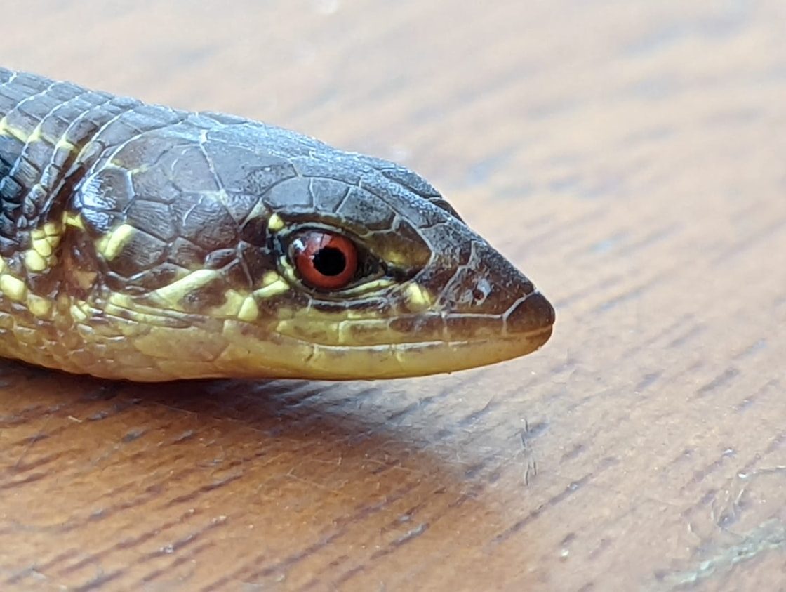 Reptiles