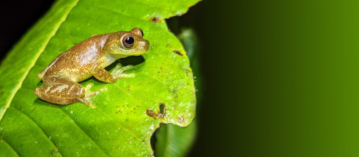 Save the Cloud Forest