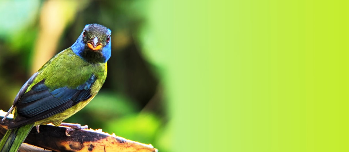 Save the Cloud Forest