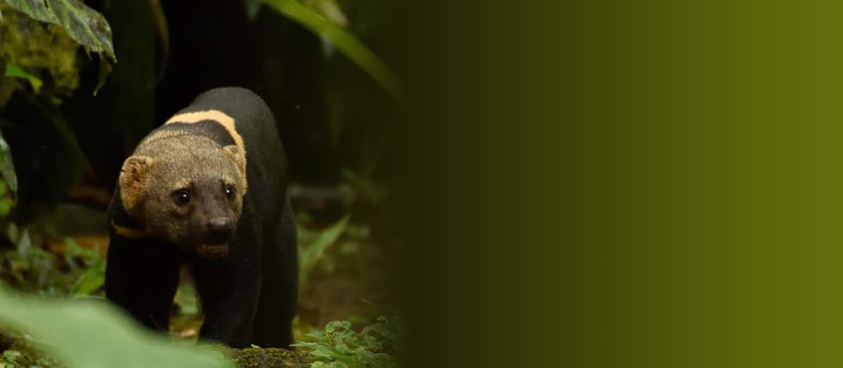 Save the Cloud Forest