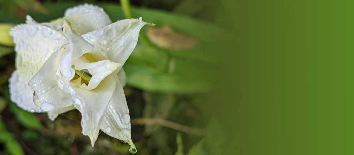 Save the Cloud Forest