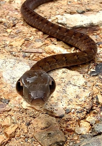 Reptiles